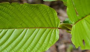Understanding Red Strain Kratom: A Natural Aid for Opiate Withdrawals