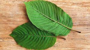 Unveiling the Benefits of White Strain Kratom: A Complete Guide
