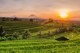 Bali Kratom: A Comprehensive Overview