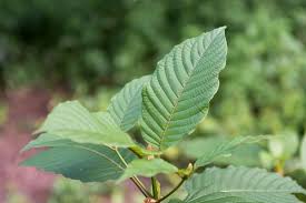 Buying Kratom Online 