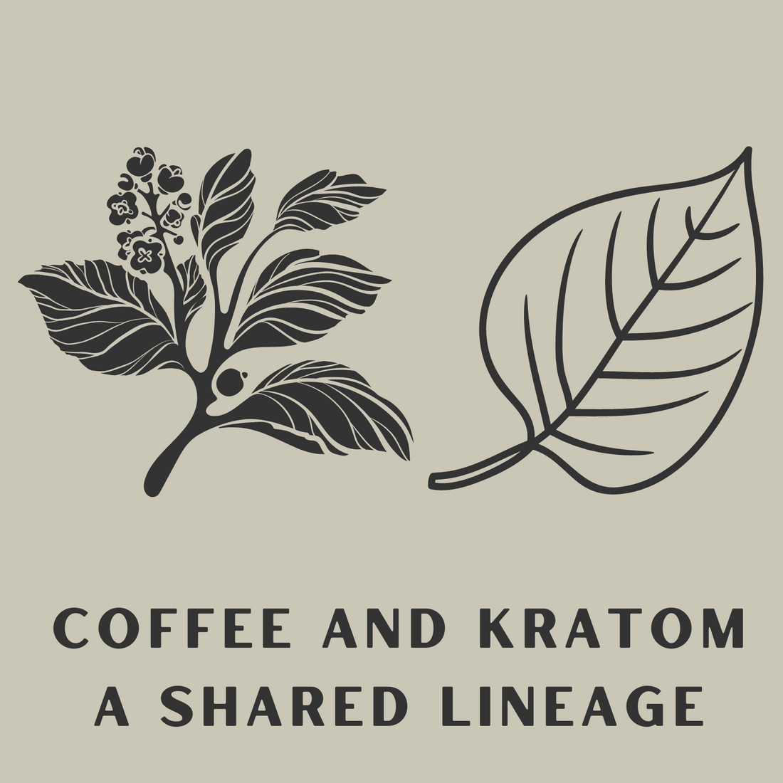 Coffee and Kratom A Shared Lineage 