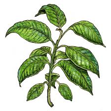 Quality Kratom My Kratom Mix