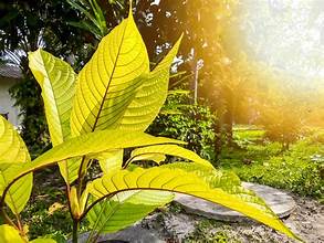 Kratom Strains and Their Distinctions Kratom Online