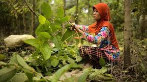 Kratom in Southeast Asia