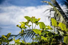 Evolution of Kratom My Kratom Mix