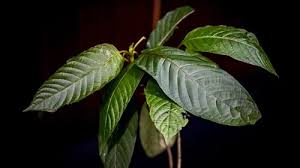 The future of kratom online