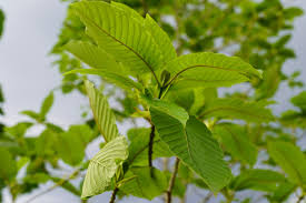 Origin of Kratom My Kratom Mix Buy Kratom Online