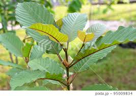 Bali Kratom Liquid Extract Online 