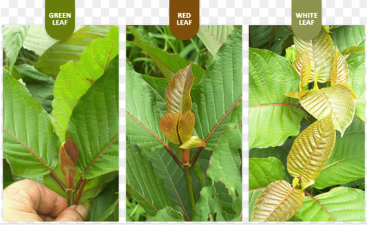 Kratom Strain Powder, Capsule, Liquid Extract Kratom Online