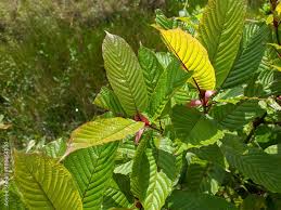 Vietnamese Kratom Powder and Capsule Kratom Online 