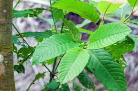 Kratom History Powder and Capsule Online