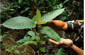 Kratom Plant Capsule and Powder Online