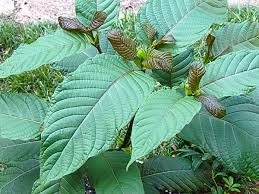 Kratom Powder, Capsule, Liquid Extracts Online