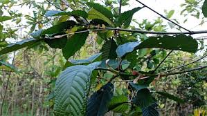 Kratom benefits My Kratom Mix Online