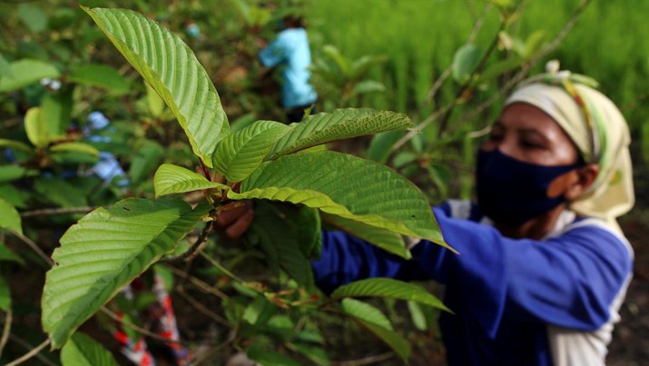 The Rich History of Kratom in Indonesia