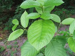 White Malaysia Kratom Online 