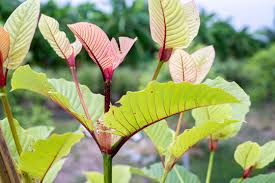 Red Thai Kratom Powder, Capsule , Liquid Extract Online