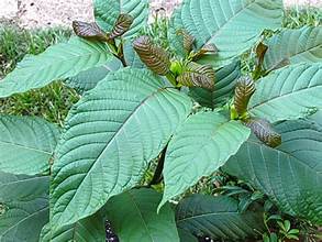Red Strain Kratom Powder and Capsule Online