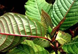 Red Strain Kratom Liquid Extracts Kratom Online